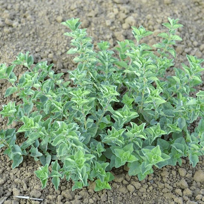 Greek Oregano Herb Seeds for Planting, 2500+ Seeds Per Packet, (Isla's Garden Seeds), Non GMO & Heirloom Seeds, Botanical Name: Origanum vulgare, Great Herb Garden Gift
