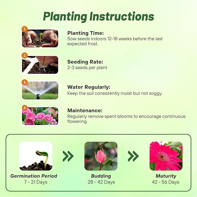 Outsidepride Pink Gerbera Seeds - 20 Pcs Perennial, Compact & Low Maintenance, Flower Seeds for Planting w/Vibrant Green Centered, Pink Blooms, Ideal for Garden Landscaping & Cut Flower Arrangements