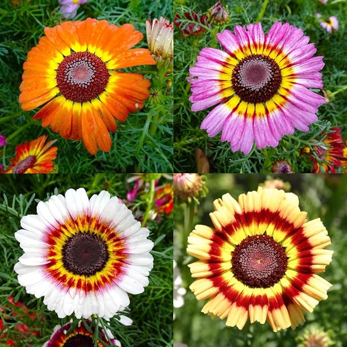 900 Perennial Painted Daisy Flower Seeds for Planting Outdoors-Chrysanthemum Carinatum Flower Garden Seeds