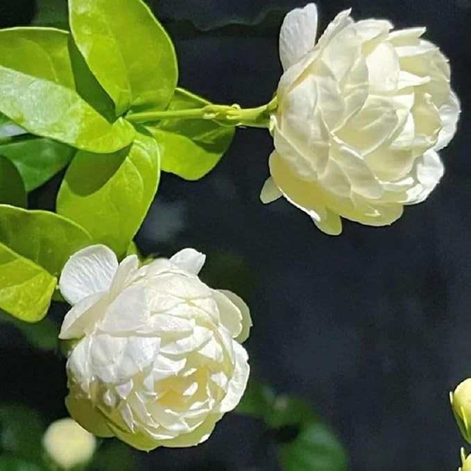 Climbing Jasmine Seeds for Planting, 400+pcs Fragrant Climber Jasmine Perennial Flower Seeds Plants, Heirloom Non-GMO Beauty Climbing Flowers for Home Garden Outdoors