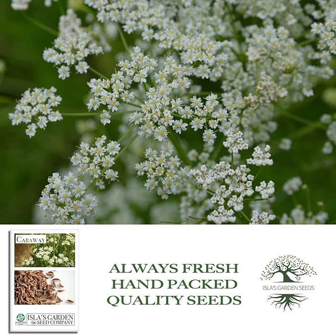 Caraway Herb Seeds (Carum carvi) – 250+ Non-GMO & Heirloom Seeds for Planting, Aromatic Culinary Herb with Flavorful Seeds, by Isla’s Garden Seeds, Great Home Garden Gift Idea