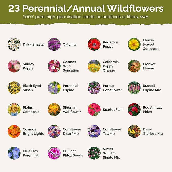 Eden Brothers Massachusetts Wildflower Mixed Seeds for Planting, 1/4 lb, 120,000+ Seeds with Catchfly, Sweet William | Attracts Pollinators, Plant in Spring or Fall, Zones