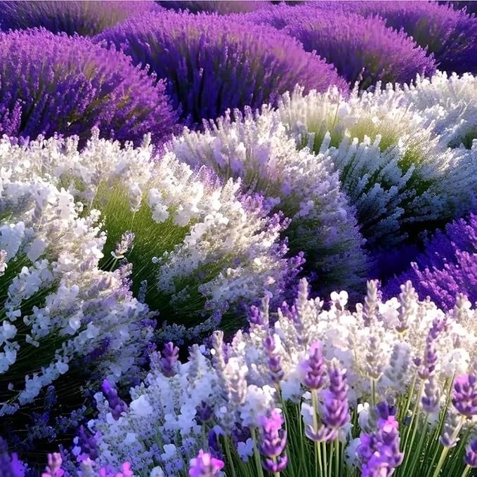 4005+ Mix Lavender Seeds for Planting - Delphinium Flower Seeds Non GMO Heirloom -Larkspur Seed Deer Resistant Wildflower Flower for Garden Outdoor