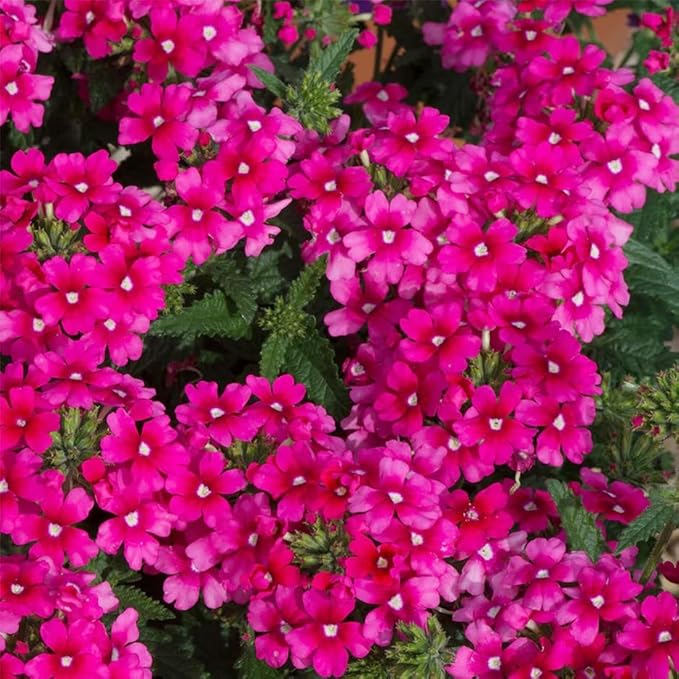 10000+ Perennial Verbena Flower Seeds for Planting Outdoors Non-GMO Heirloom