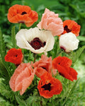 Seeds Oriental Poppy Mix Papaver Perennial Flowers for Planting 1000 Seeds