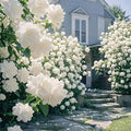 200+ Gardenia Flower Seeds for Planting Outdoors-Perennial Cape Jasmine Flower Fragrant Flowes Plant Home Garden Bonsai