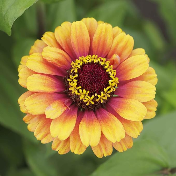 Eden Brothers Zinnia Seeds - Carrousel Mixed, Non-GMO Seeds for Planting, 1 lb | Low-Maintenance Flower Seeds, Plant During Spring, Zones 3, 4, 5, 6, 7, 8, 9, 10
