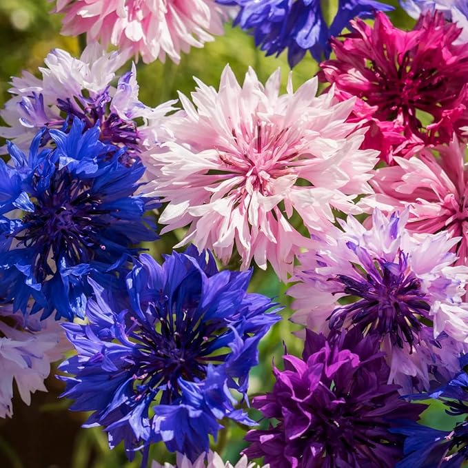 3,000 Bachelor Button Seeds for Planting - Cornflower Wildflower Seed (Centaurea cyanus), Non-GMO Heirloom Flowers, Pollinator Garden, Attracts Bees & Butterflies, Cut Bloom for Outdoor Borders