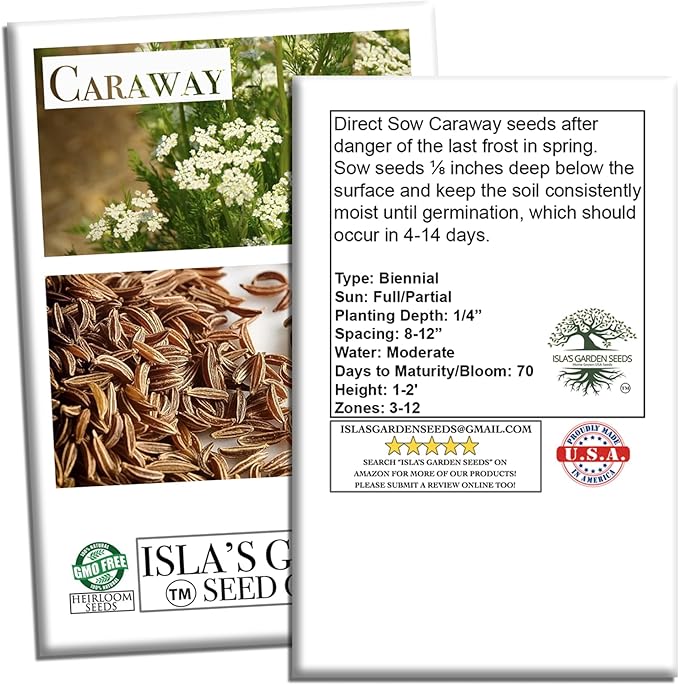 Caraway Herb Seeds (Carum carvi) – 250+ Non-GMO & Heirloom Seeds for Planting, Aromatic Culinary Herb with Flavorful Seeds, by Isla’s Garden Seeds, Great Home Garden Gift Idea