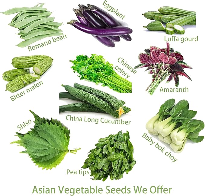 For 2026-Sow in Fall/Spring. HipGirl 22-26ct Fava Bean Seeds for Planting Vegetables and Fruits,Cover Crop-Chinese Broard Bean Seed (蚕豆).Non GMO Garden Seeds for Home Vegetable Garden(40g Veggie Seed)
