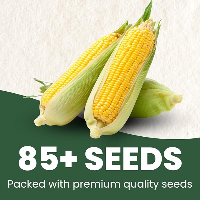 Corn Sweet Bantam 12 – 85 Premium Seeds for Planting – Classic Heirloom Sweet Corn Variety for The 2026 Season – 25 Gram Pouch