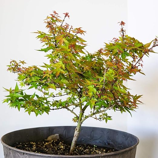 Perfect Plants Liquid Bonsai Fertilizer | 8oz. of Premium Concentrated Indoor and Outdoor Bonsai Fertilizer | Use with All Bonsai Varieties | Trees in Pots