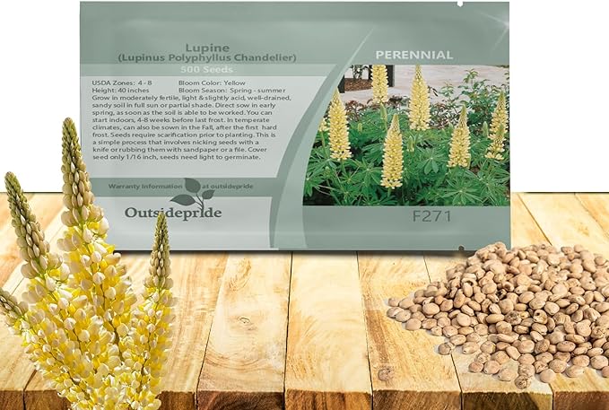 Outsidepride Chandelier Yellow Russells Lupine Seeds - 1000 Pcs Perennial, Self-Sowing, Cold Hardy & Frost Tolerant Wildflower Seeds for Fall Planting, Ideal for Attracting Pollinators & Hummingbirds