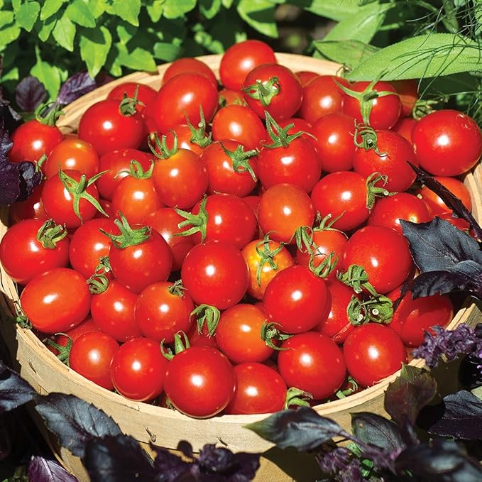 Burpee 'Cherry Baby' Hybrid,Red Cherry Tomato, 25 Non-GMO Seeds