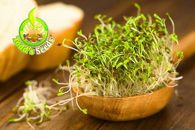 Todd’s Seeds - Alfalfa Sprouting Seeds - Easy to Grow Bulk Alfalfa - Fast Growing with High Sprout Germination (1/2 Pound)