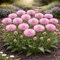 450+ Cornflower Seeds for Planting Outdoors – Heirloom Non-GMO Wildflower Seeds, Easy Grow Pollinator Friendly Garden Flowers for Spring Planting (Pink,900)