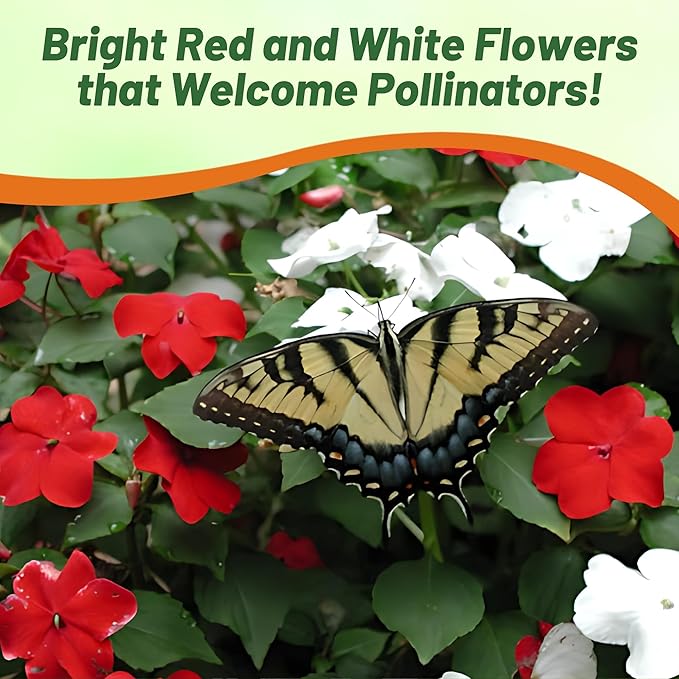 Outsidepride Beacon Red White Mix Impatiens Flower Seeds - 200 Pcs Annual, Compact & Pollinator Friendly, Impatiens Seeds for Planting w/Vibrant, Abundant Blooms for Shade Gardens & Containers