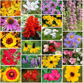 Park Seed Grow Your Own Vibrant Annual and Perennial Wildflower Garden Seeds Mixture, Easy to Grow Varieties for Pollinators and Spring Gardens - Southeast Regional Mix, 1/4 oz