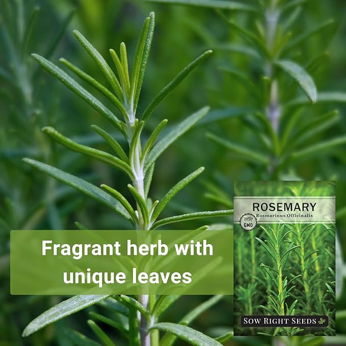 Sow Right Seeds - Rosemary Seed for Planting - Non-GMO Heirloom Packet with Instructions to Plant and Grow a Kitchen Herb Garden - Indoors or Outdoor - Tasty Culinary Herb, Super Fragrant (1)