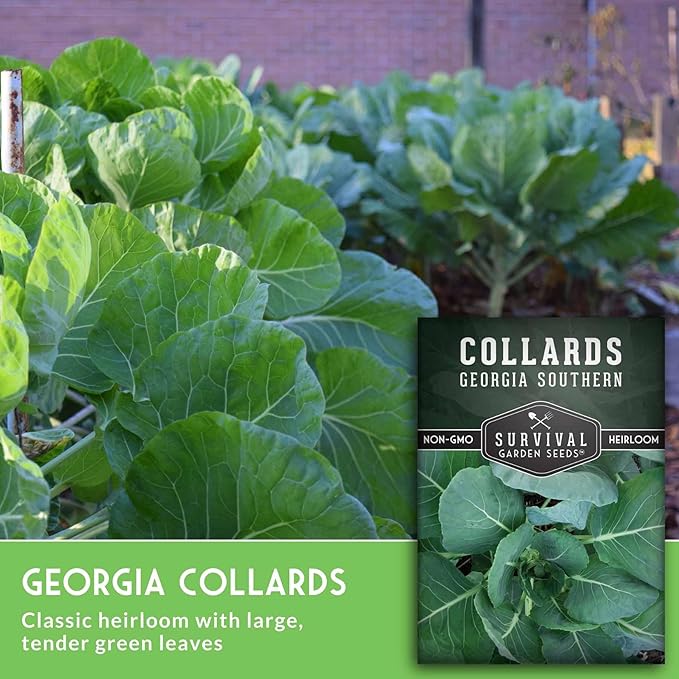 Collard Green Seeds for Planting | Georgia Southern Heirloom Non-GMO Variety | Leafy Greens for Home Vegetable Gardens - Survival Garden Seeds (5 Packs)