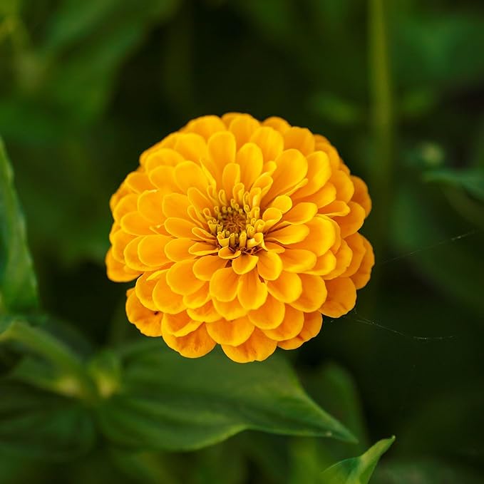 Eden Brothers Zinnia Seeds - Canary Bird, Non-GMO Seeds for Planting, Packet | Low-Maintenance Flower Seeds, Plant During Spring, Zones 3, 4, 5, 6, 7, 8, 9, 10