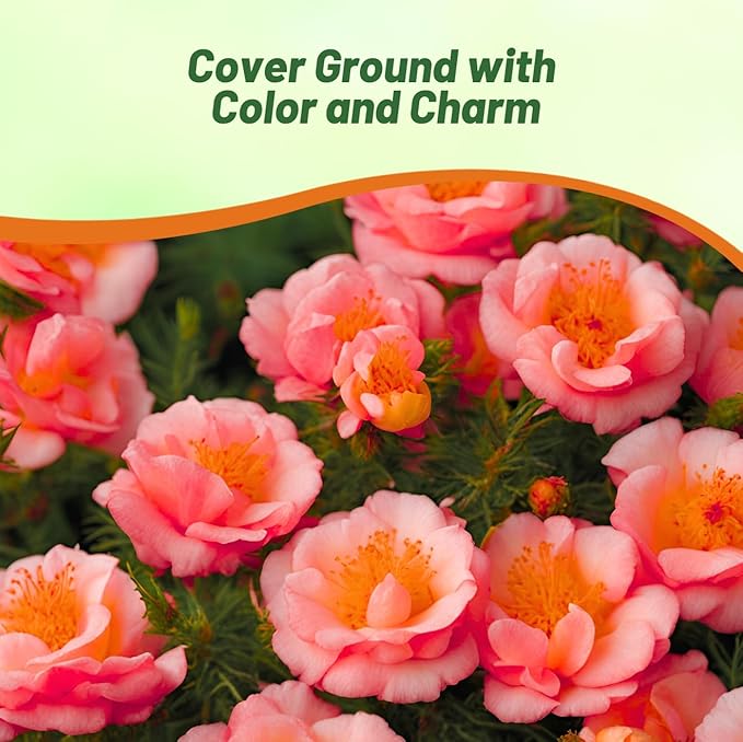 Outsidepride Sundial Peach Portulaca Moss Rose Seeds - 500 Pcs Annual, Heat & Drought Tolerant, Soil Adaptable Moss Seeds Ground Cover & Flower Seeds for Planting in Gardens & Xeriscapes (AAS Winner)