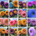 Teddy Bear Sunflower Seeds for Planting - 100 Non-GMO Heirloom Seeds, Fluffy Pom-Pom Blooms, Easy Growing, Attracts Pollinators for Indoor & Outdoor Gardens/Containers