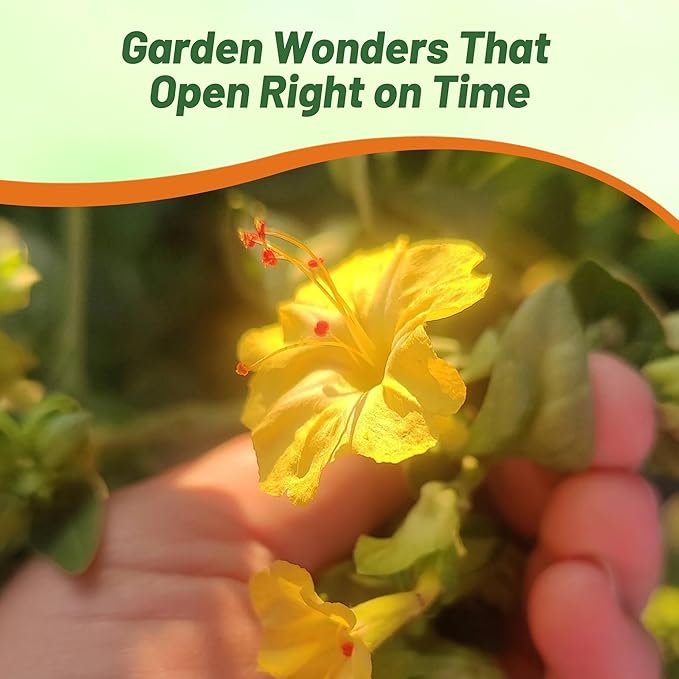 Outsidepride Yellow Four O'clock Flower Seeds - 1 lb Perennial Fragrant, Trumpet-Shaped Blooms, Deer-Proof & Easy to Grow, for Pollinator & Evening Gardens, Containers, Hedges, or Borders