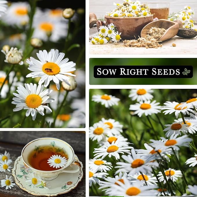 Sow Right Seeds - German Chamomile Seeds for Planting - Non-GMO Heirloom Packet with Instructions to Grow Herbal Tea - Medicinal & Aromatic Flower, Home Remedies - Small Daisy-Like Blooms (2)