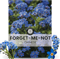 Chinese Forget Me Not – 800 Seeds for Planting – 2026 Season – 5 Grams