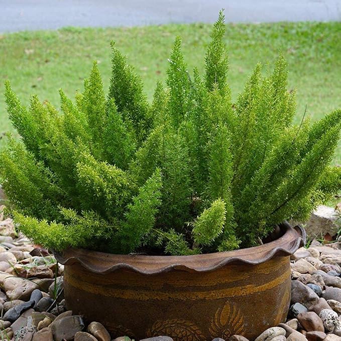 Outsidepride Meyeri Asparagus Fern Seeds - 10 Pcs. Perennial, Easy to Grow & Pollinator Friendly, Flower Seeds for Planting Evergreen Feather-Like Stems for Hanging Baskets & Summer Gardens