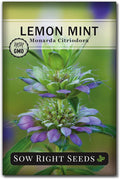 Sow Right Seeds - Lemon Mint Seed for Planting - Non-GMO Heirloom with Packet with Instructions to Plant and Grow an Herbal Tea Garden - Indoors or Outdoor - Monarda to Attract Pollinators (1)