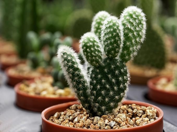 5lb Succulent and Cactus Maifanitum Stones, Décor & Additive Rocks,DIY Rocks Gravel for Bonsai, Fairy Gardening, Vases Fillers, Terrarium