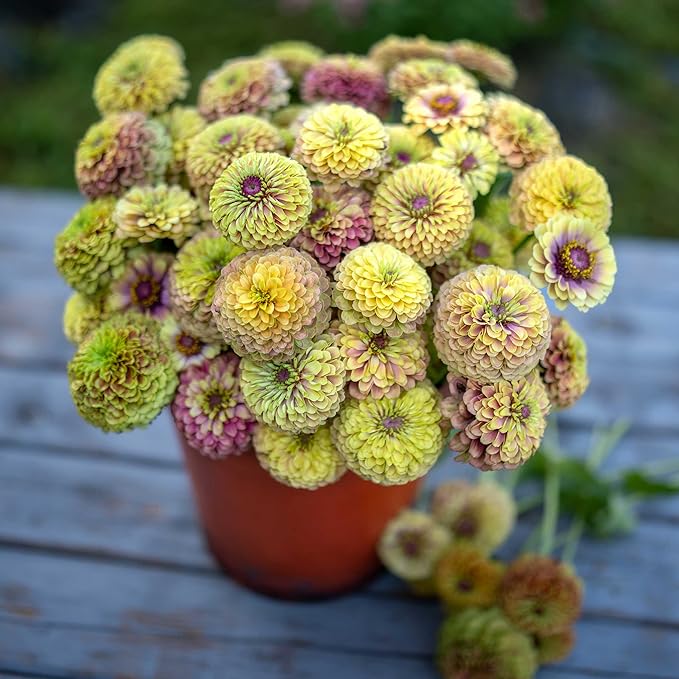 Eden Brothers Zinnia Seeds - Queen Lime Blush, Non-GMO Seeds for Planting, Packet | Low-Maintenance Flower Seeds, Plant During Spring, Zones 3, 4, 5, 6, 7, 8, 9, 10