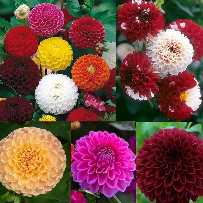 500+Perennial Dahlia Pompon Flower Seeds for Planting Outdoor-Dahlia Seeds Attracts Bees&Butterflies Non-GMO Heirloom