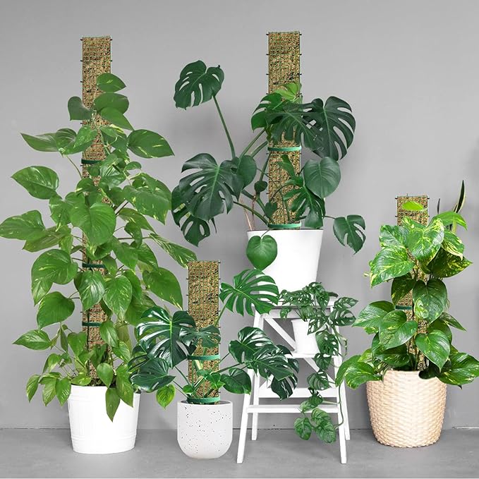 60"/40"/24" Metal Moss Pole, D Shape Sphagnum Moss Pole, Moss Poles for Climbing Plants, Monstera, Indoor Climbing Plants (6Pcs 24")