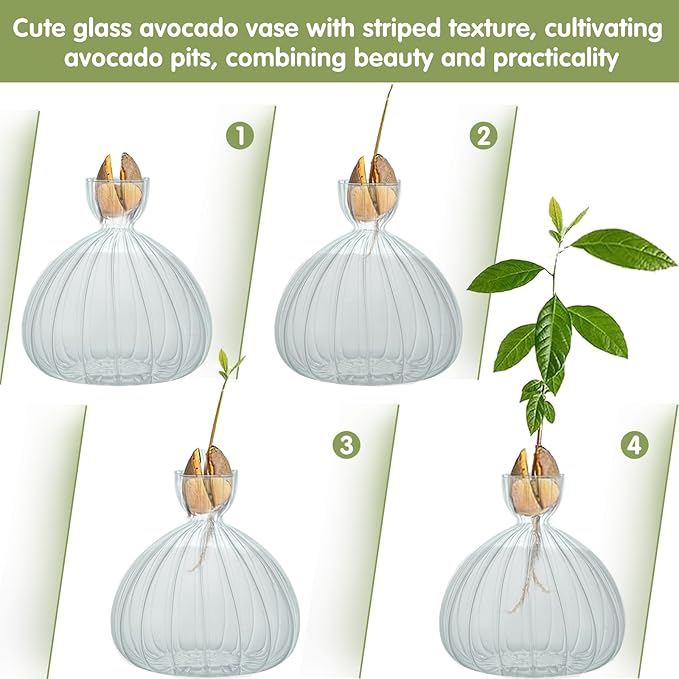 Large Avocado Vase Grow Glass Bulb Vases Striped Acorn Seed Starter Vase Avocados Pit Planter Pot for Gardening Lover Indoor Hydroponics