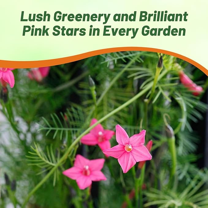 Outsidepride Rose Cypress Vine Seeds - 200 Pcs Annual Flower Seeds with Nectar-Rich, Star-Shaped Flowers & Feathery, Fern-Like Leaves for Fences, Trellises, Pergolas & Vertical Gardens