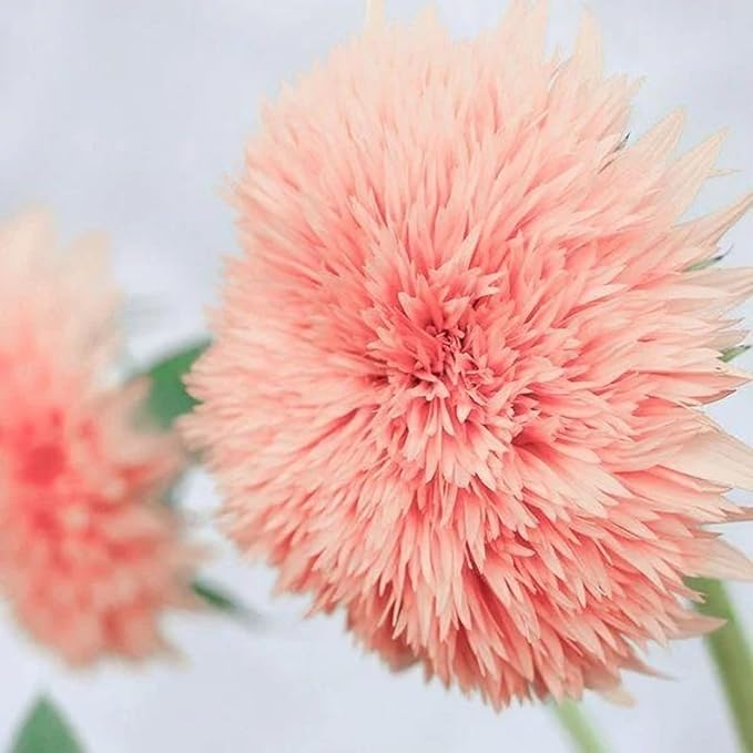 50pcs Pink Pooh Sunflower Seeds - Unique Pink Blooms, Non-GMO, Heirloom, Organic - Ideal for Zones 5-10
