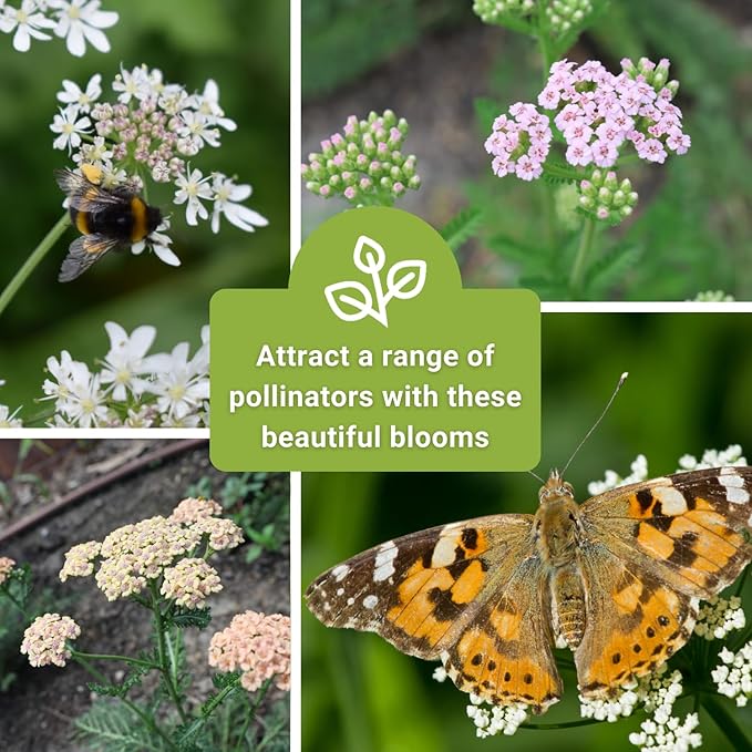 Sow Right Seeds - Pastel Mix Yarrow Seeds for Planting - Vibrant Yarrow Flowers for Attracting Pollinators - Perfect for Floral Gardens & Landscaping - Easy to Grow - Non-GMO Heirloom Herb (4)