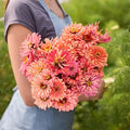 Eden Brothers Zinnia Seeds - Senorita, Non-GMO Seeds for Planting, 1/4 lb | Low-Maintenance Flower Seeds, Plant During Spring, Zones 3, 4, 5, 6, 7, 8, 9, 10
