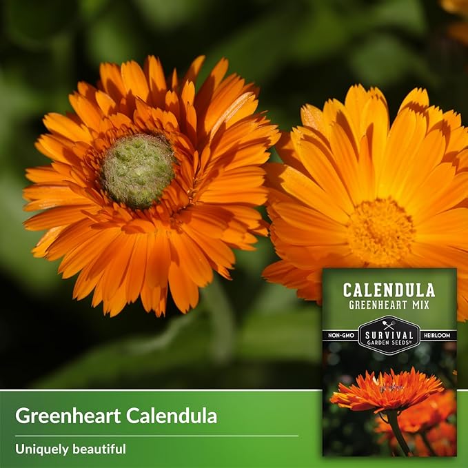 Greenheart Mix Calendula Seeds for Planting – Rare Heirloom Pot Marigold with Unique Green-Centered Blooms – Edible Flowers, Medicinal Herb, Pollinator Friendly – Survival Garden Seeds (1 Pack)