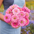 Eden Brothers Zinnia Seeds - Benary Giant Bright Pink