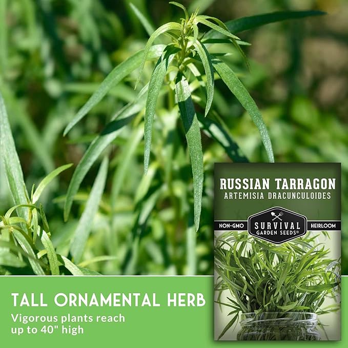 Russian Tarragon Seeds for Planting - Plant & Grow Big Flowering Herbs in Your Home Vegetable Garden - Non-GMO Heirloom Variety - Survival Garden Seeds (1 Pack)