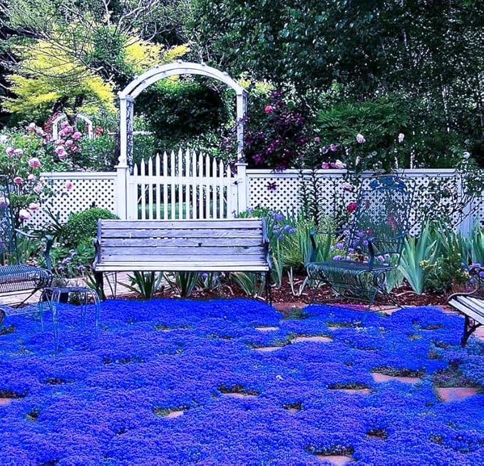 18000+ Creeping Thyme Ground Cover Seeds for Planting Outdoor-Thymus Serpyllum Herb Plants Garden Plant in Your Garden Paths Landscaping Hardy Drought Tolerant Heirloom Open-Pollinated