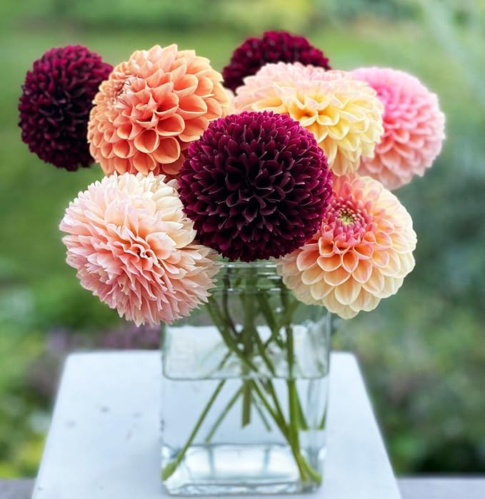 500+Perennial Dahlia Pompon Flower Seeds for Planting Outdoor-Dahlia Seeds Attracts Bees&Butterflies Non-GMO Heirloom