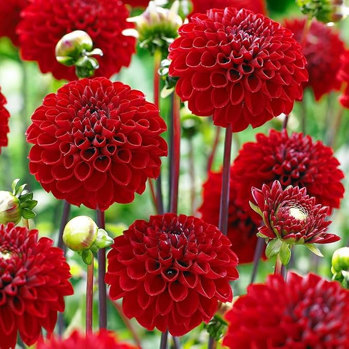 500+Perennial Dahlia Pompon Flower Seeds for Planting Outdoor-Dahlia Seeds Attracts Bees&Butterflies Non-GMO Heirloom