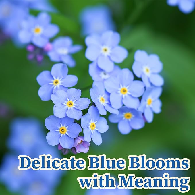 10,000+ Forget Me Not Seeds – Flower Seeds for Planting, Myosotis Perennial Garden Seeds, Easy to Grow Blue Wildflowers for Outdoor & Indoor, Pollinator Friendly, Memorial & Wedding Favor Flowers