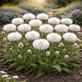450+ Cornflower Seeds for Planting Outdoors – Heirloom Non-GMO Wildflower Seeds, Easy Grow Pollinator Friendly Garden Flowers for Spring Planting (White,900)