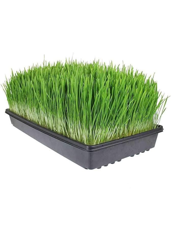Living Whole Foods 100 Pack of Durable Black Plastic Growing Trays (Without Drain Holes) 21" X 11" X 2" - Flowers, Seedlings, Plants, Wheatgrass, Microgreens & More